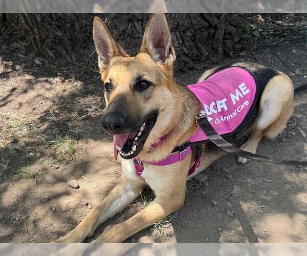 Medium Photo #3 German Shepherd Dog Puppy For Sale in Orange, CA, USA
