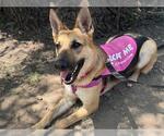 Small #2 German Shepherd Dog