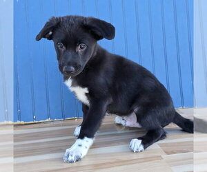 Ernest - Male Labrenees Dog for Adoption - Photo #5