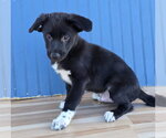 Small Photo #5 Labrenees Puppy For Sale in Lakewood, CO, USA