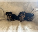 Small #1 Yorkshire Terrier