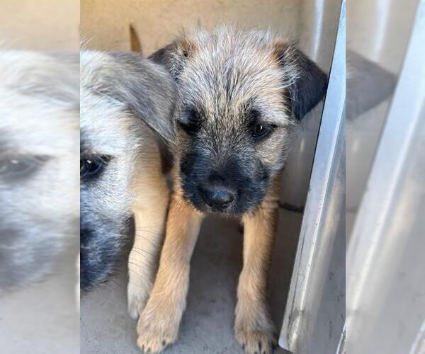 Medium Photo #1 Mutt Puppy For Sale in Oklahoma City, OK, USA