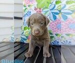 Small Photo #2 Labrador Retriever Puppy For Sale in ATHOL, ID, USA