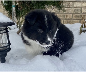 Australian Shepherd Puppy for sale in CHESTERFIELD, MI, USA