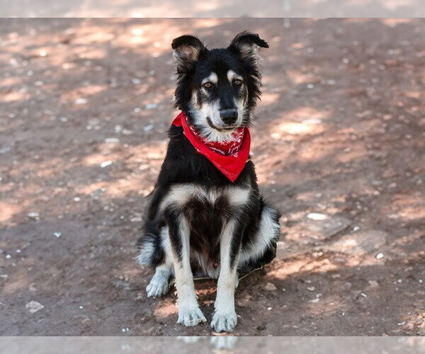 Medium Photo #1 Border Collie-Unknown Mix Puppy For Sale in San Andreas, CA, USA