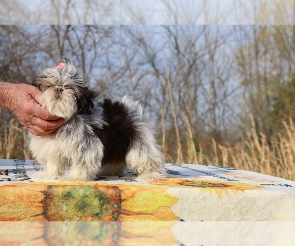 Medium Photo #22 Shih Tzu Puppy For Sale in DYERSBURG, TN, USA