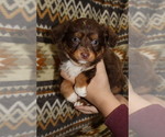 Small Photo #20 Miniature Australian Shepherd Puppy For Sale in ADAIR VILLAGE, OR, USA