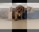 Small Photo #5 Cavalier King Charles Spaniel Puppy For Sale in LIBERTY LAKE, WA, USA