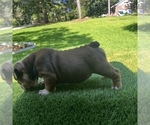 Small Photo #10 Bulldog Puppy For Sale in STOCKBRIDGE, GA, USA