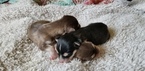 Small Photo #9 Alaskan Malamute Puppy For Sale in CLARK, WY, USA