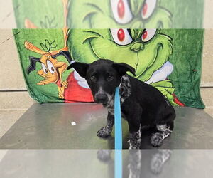 Border Collie Dogs for adoption in Riverside, CA, USA