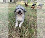 Small #3 Mutt