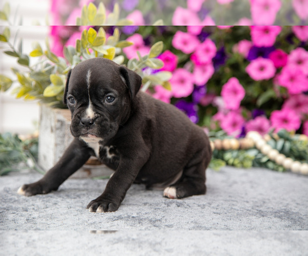 Medium Photo #2 Boxer Puppy For Sale in GRABILL, IN, USA