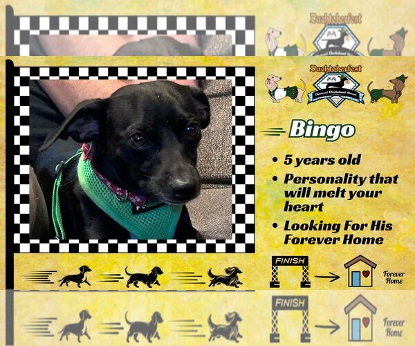 Medium Photo #2 Chiweenie Puppy For Sale in San Antonio, TX, USA