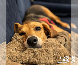 Mutt Dogs for adoption in Washington, DC, USA