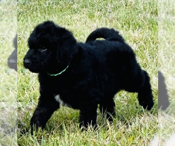 Medium Photo #1 Goldendoodle Puppy For Sale in GROVETON, TX, USA
