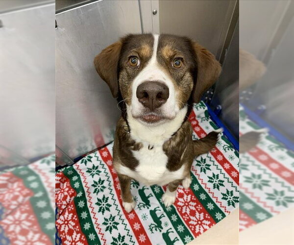 Medium Photo #1 Labsky Puppy For Sale in Fairbanks, AK, USA