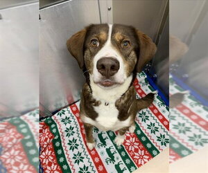 Labsky Dogs for adoption in Fairbanks, AK, USA