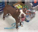 Small #3 American Pit Bull Terrier Mix