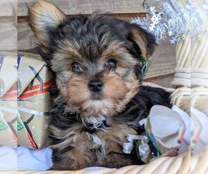 Yorkshire Terrier Puppy for sale in HOHENWALD, TN, USA