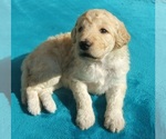 Small Photo #16 Goldendoodle Puppy For Sale in KERNERSVILLE, NC, USA