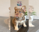 Small #2 French Bulldog