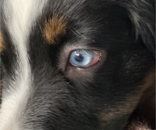 Medium Photo #9 Miniature Australian Shepherd Puppy For Sale in PLACERVILLE, CA, USA