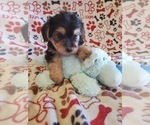 Small Photo #5 Morkie-Yorkshire Terrier Mix Puppy For Sale in HAMPTON, VA, USA