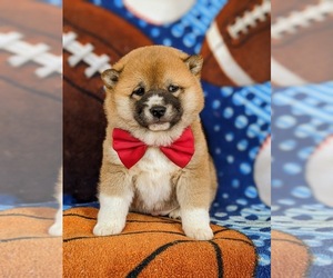 Shiba Inu Puppy for sale in ATGLEN, PA, USA