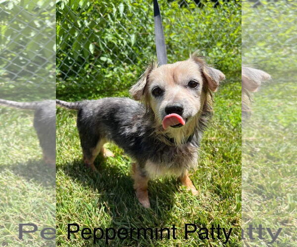 Medium Photo #2 Mutt Puppy For Sale in Middlesex, NC, USA