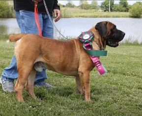Boerboel Puppy for sale in CLEARFIELD, UT, USA