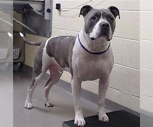 Medium Photo #1 American Pit Bull Terrier Puppy For Sale in Denver, CO, USA