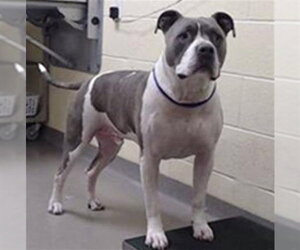 American Pit Bull Terrier Dogs for adoption in Denver, CO, USA