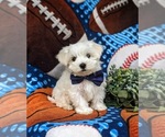 Small Photo #2 Maltese Puppy For Sale in QUARRYVILLE, PA, USA