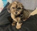 Puppy 2 Dachshund-Poodle (Toy) Mix