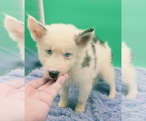 Siberian Husky Puppy for sale in SANDY HOOK, KY, USA