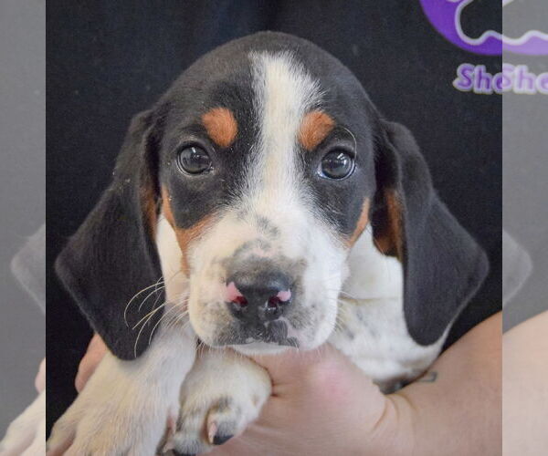 Medium Photo #6 Bagle Hound Puppy For Sale in Huntley, IL, USA