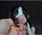 Small Photo #23 English Springer Spaniel Puppy For Sale in LITCHFIELD, MN, USA