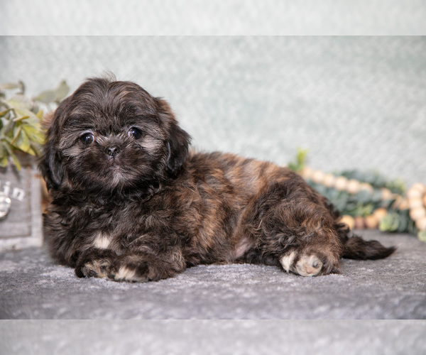 Medium Photo #15 Shih Tzu Puppy For Sale in CLARE, MI, USA
