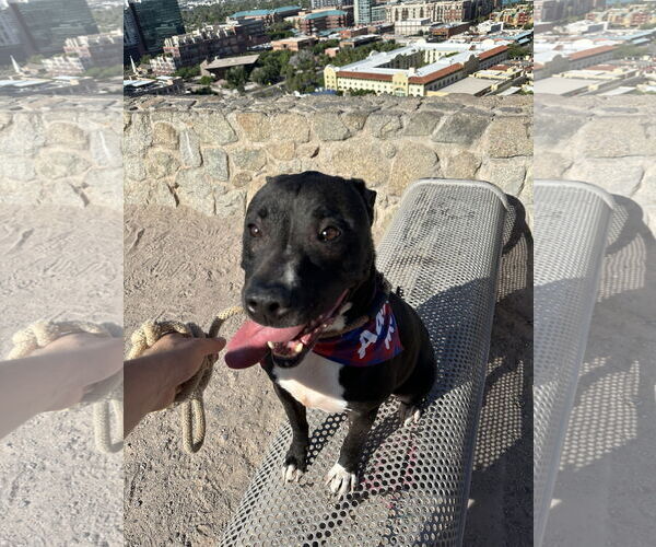 Medium Photo #3 American Pit Bull Terrier-Labrador Retriever Mix Puppy For Sale in Chandler, AZ, USA