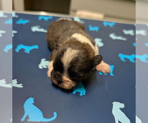 Mutt Dogs for adoption in Chico, CA, USA