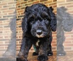 Small #1 Aussiedoodle