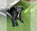 Small Australian Shepherd-Border Terrier Mix