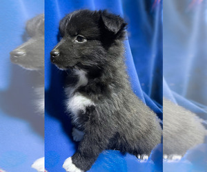 Australian Shepherd Puppy for sale in WARSAW, NY, USA