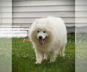 Mother of the Samoyed puppies born on 04/08/2024