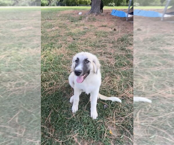 Medium Photo #3 Anatolian Pyrenees Puppy For Sale in Harrison, AR, USA