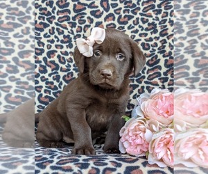 Labrador Retriever Puppy for sale in KINZERS, PA, USA