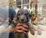 Small Photo #28 Aussiedoodle-Poodle (Standard) Mix Puppy For Sale in COMMERCE, MI, USA
