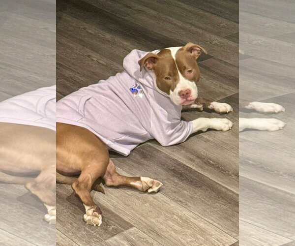 Medium Photo #3 American Pit Bull Terrier-Unknown Mix Puppy For Sale in Germantown, OH, USA