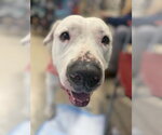 Small #3 American Pit Bull Terrier Mix